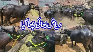 Really New Brand Gabban Jhotian | Pakistani Nili Ravi Buffalo Farming | Dairy Farm Setup in Punjab