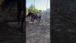 Videorecensione GEMIMARKET: Recinto Elettrificato per cavallo e capre - Trustvideos 5/5