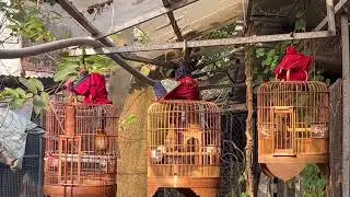 Hoạ Mi- Quạt máy giữa mùa Đông Lạnh