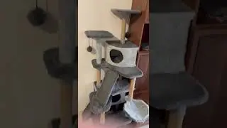Кошкин дом | #shorts #cat #animals #кот #кошка #животные #кошки #когтеточки #когтедралка