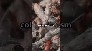 D&eacute;couvrez la fascinante Fourmi rousse des bois!