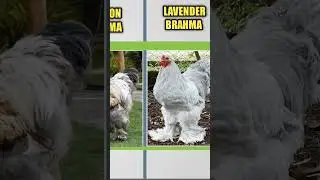 WORLD BRAHMA CHICKEN COLORS