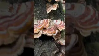 Trippy mushrooms. #mushroom #fungi #nature