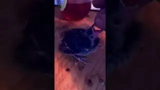 Wild baby bird rescue