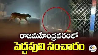 రాజమహేంద్రవరంలో పెద్దపులి సంచారం కలకలం | Tiger Movement Sparks Fear in Rajamahendravaram :🔴LIVE