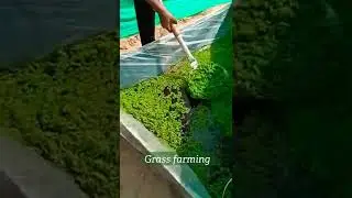 Grass farming cow &baffalow  13 May 2022
