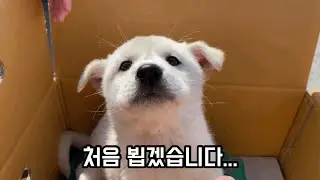 #진도개 백구 강아지 다리가 이상해요 baby jindo dog