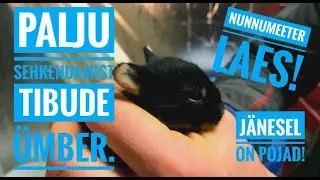 Nunnumeeter laes! J&auml;nesel on pojad! Munakana tibud! Bruuderi &uuml;mber kolimine! Munad kooruma!