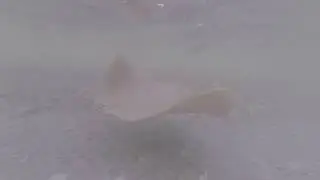 Underwater Video of Fish and  Stingray on Florida Beaches [Gopro]