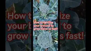 Garden tips 48 - How to fertilize your broccoli #broccoli #wormcasting #gardeningtips