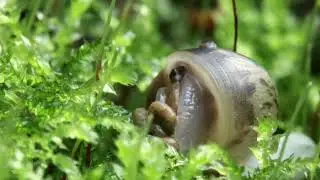 Grove snail snail defecates after hibernation.