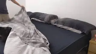 Cat Training 101 - Making the Bed