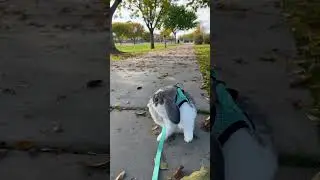 public what?!?! #bunny #rabbit #freeroambunny #lopbunny #bunnytok #petshorts #cute #animals