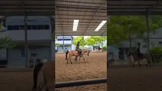 #horse #forum #horseriding #automobile #vet #equestrian