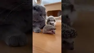 Scottish Fold Bullies a Baby Hedgehog&hellip; Until They Become Best Friends #cats #hedgehogs #cute