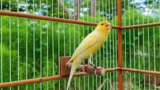 🐤 Magical Yellow Canary Singing Practice – You Won’t Believe This Voice! 🎶