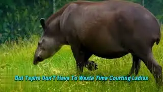 CRAZY TAPIR FACTS SPIKED P.... & WILD MATING RITUALS!