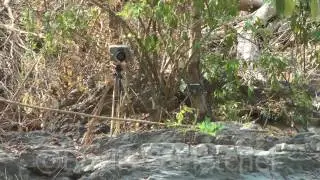 Wildlife camera trap, Cambodia. 20160325_092817.m2ts