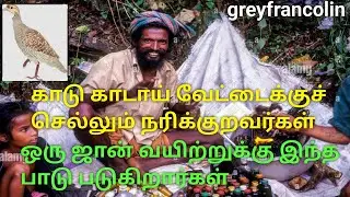 ஒரு ஜான் வயிற்றுக்காக காடுகாடாக சுற்றும் நரிக்குறவர்கள்.greyfrancolin hunting man searching forest..