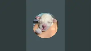 Join our special puppy pack