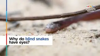 Why do blind snakes have eyes?