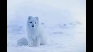 Fox Subliminal/Hypnosis