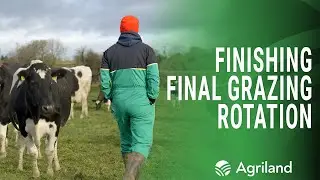Finishing out the grazing rotation with an award-winning herd in Co. Tipperary