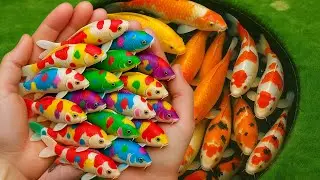 Serok ikan hias warna warni, ikan koi hias, ikan mas lucu, ikan cupang, ikan komet, kura kura lucu