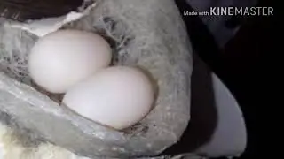 SUARA WALET SUPER||RESPON MANTAP