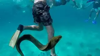 Swimming with a Moray Eel in Belize