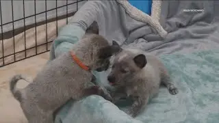 Adoptable dogs from LA fire zones arrive at Helen Woodward Animal Center
