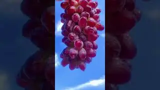 Red grapes full screen whatsapp status #youtube #shorts #youtubeshorts #softpeace