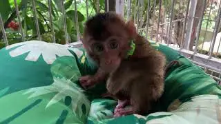 Baby Monkey Taming Process Adopted Animal  Market #babymonkey