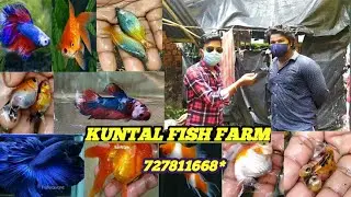 BETTA FISH GOLDFISH SWORDTAIL DAIKIN 🐠🐋🐟 FARM HOWRAH ANDUL | GOOD QUALITY | LOW PRICE |