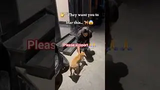 Supreme Court Order on Stray Dogs vs The REAL Problem #dog #supremecourtofindia #savestrays #support