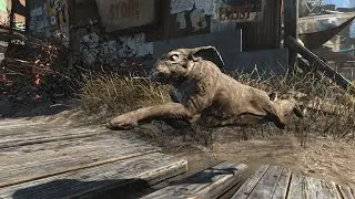 Pristine Rabbit for You