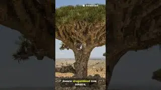 Most rare trees in world and their location#ytshorts #facts #trees #raretrees #trendingshorts #viral