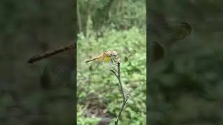 Flying #youtubeshorts #shorts #dragonfly