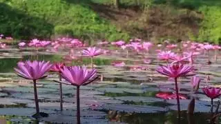 Memoria Palace & Resort at Pailin