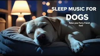 She Hated Car Rides &mdash; Until I Played This | Music to Calm Dogs While Traveling