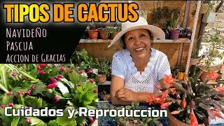 CACTUS DE NAVIDAD /Cuidados - Tipos -Schlumbergera #variedades #plants  #colores #garden #diy
