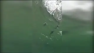 Drone video captures Great White Shark in shallow waters of Del Mar, CA, just five feet from surfers