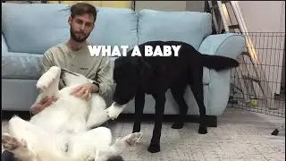 Hugging Another Dog For Too Long - Jealous Dog Reaction