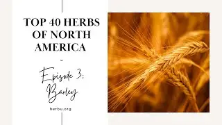 Barley - Top 40 Herbs of North America - Episode 3