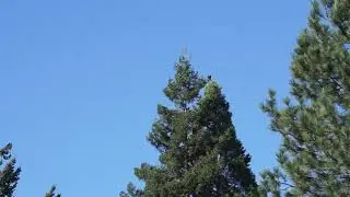 American Crows mobbing a predator