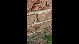 Two Species of Ants Infest Home in Colts Neck, NJ