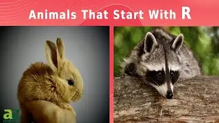 Animals That Start With The Letter R: Listed With Facts