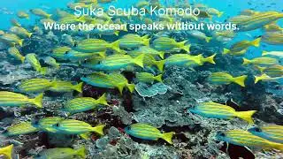 Diving in Komodo | one of the best dive spots in the world.                 #divingkomodo #divetrips