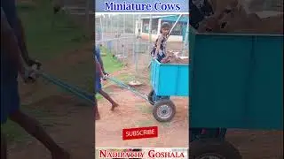 Miniature Cows ride on trolley #short #yt #cow #farm #indian #hindi