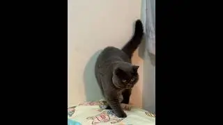 After 88 years, meow graces us with her presence #cat #catmeow #love #貓咪日常 #meow